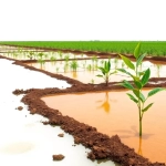 Aportación de la desalación y reutilización de agua en agricultura